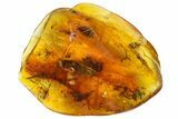 Mammalian Hair Preserved In Baltic Amber - Rare! #183637-1